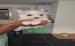Pomsky dogs for sale: Ready now -Stunning F4 Pomskies, 6kg as adults  - Image 23