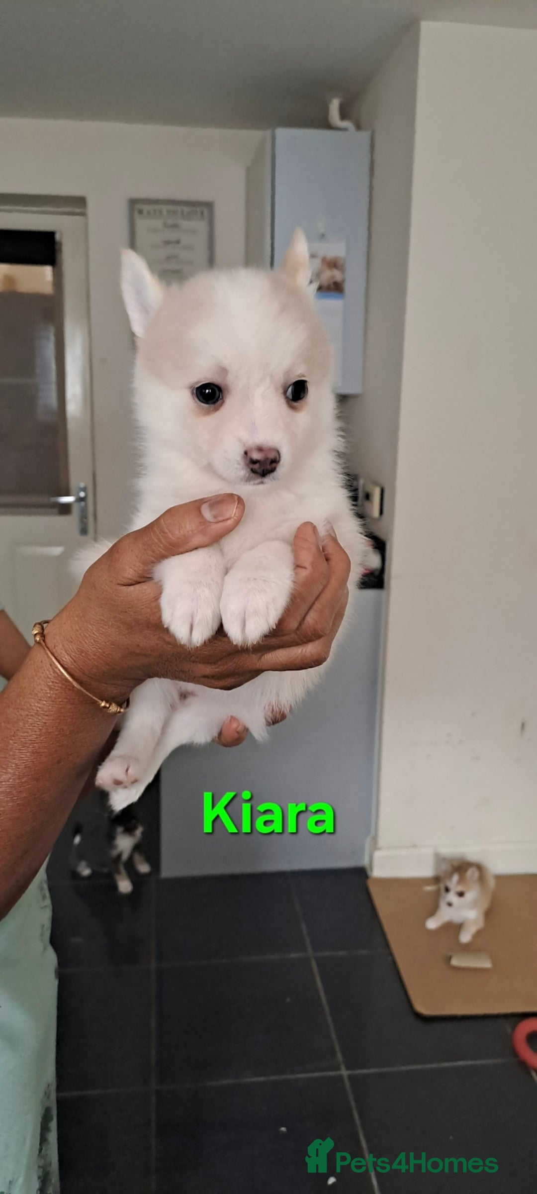 Pomsky dogs for sale: Ready now -Stunning F4 Pomskies, 6kg as adults  - Image 23