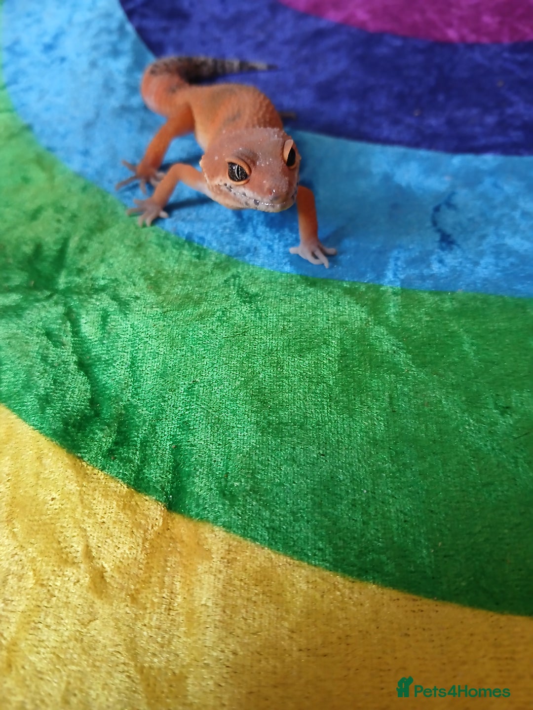 Leopard Gecko reptiles for sale: Baby's leopard geckos  in Rochester - Image 3