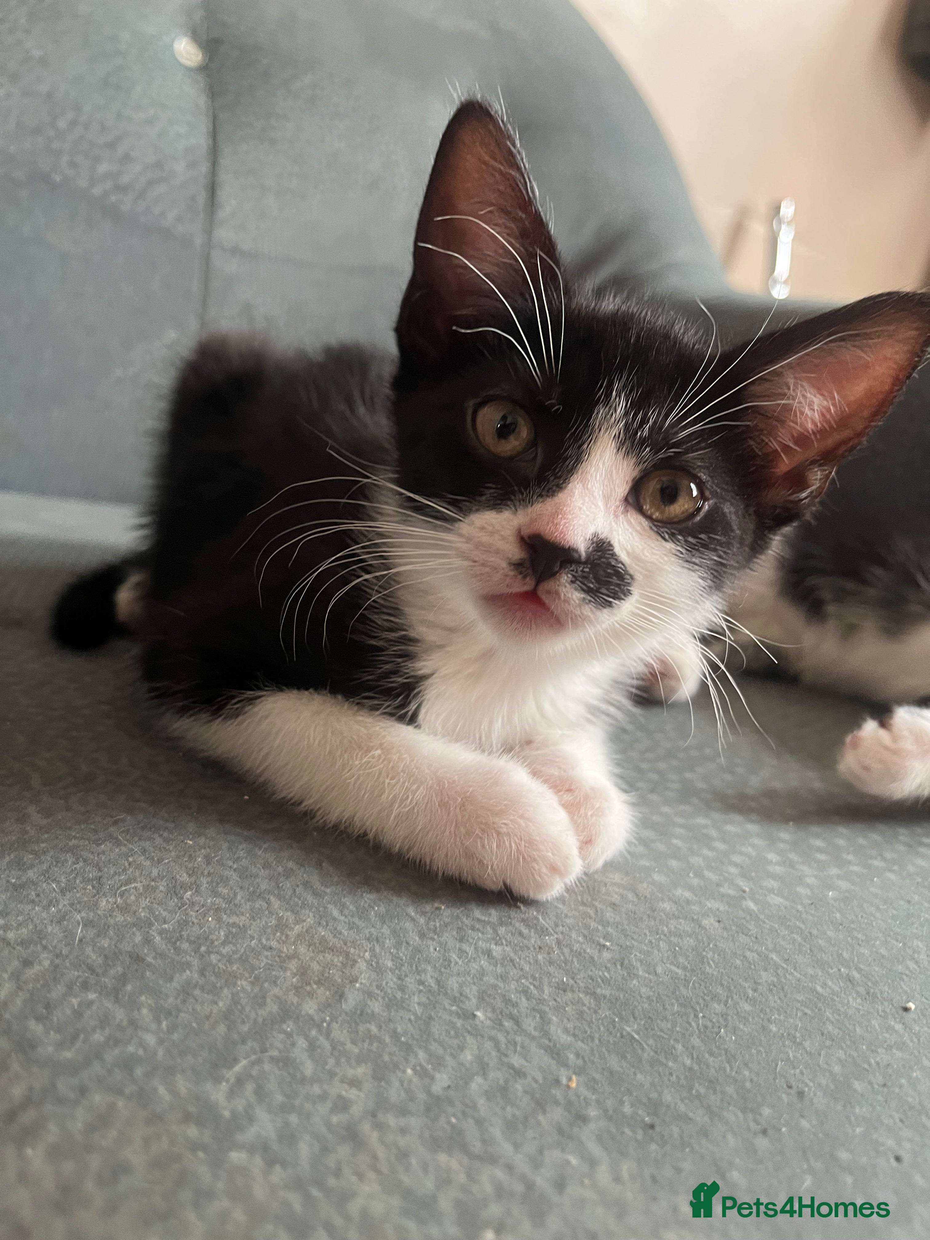 British Shorthair cats 4 rescue kittens  - Advert 5