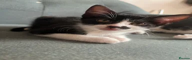 Tuxedo kitten