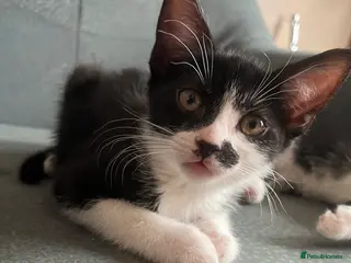 British Shorthair cats 4 rescue kittens - Advert 6