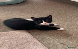 Mixed Breed cats for sale: kittens ready for rehoming   in Northwood - Image 10