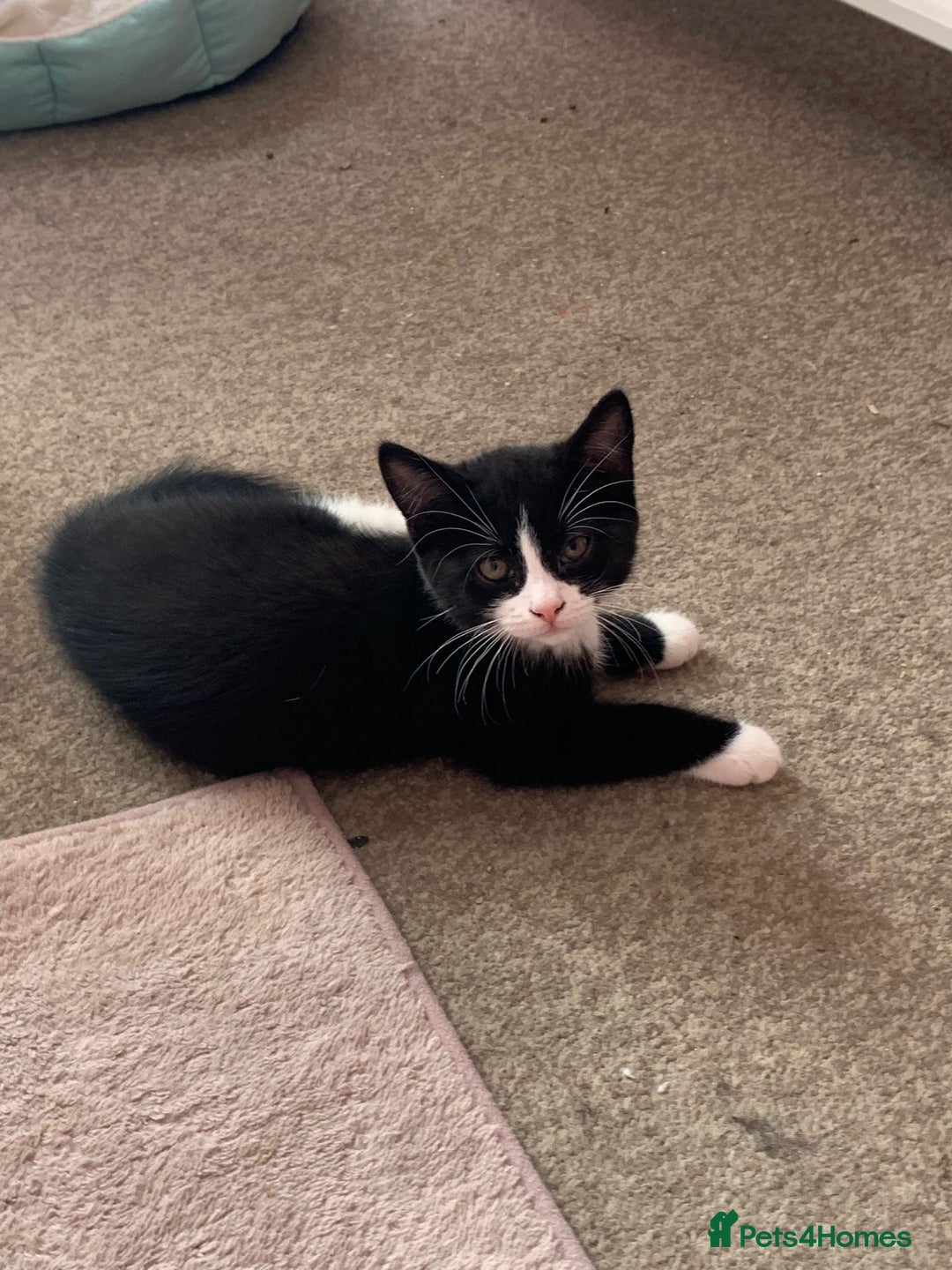 Mixed Breed cats for sale: kittens ready for rehoming   in Northwood - Image 10