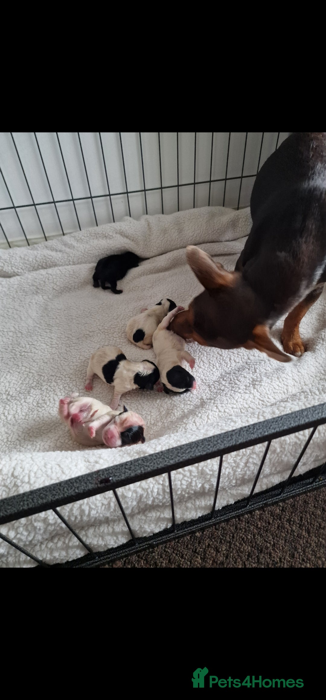 Jack Russell dogs for sale: Jack Russel Terriers 3 Generations Bloodline - Image 15