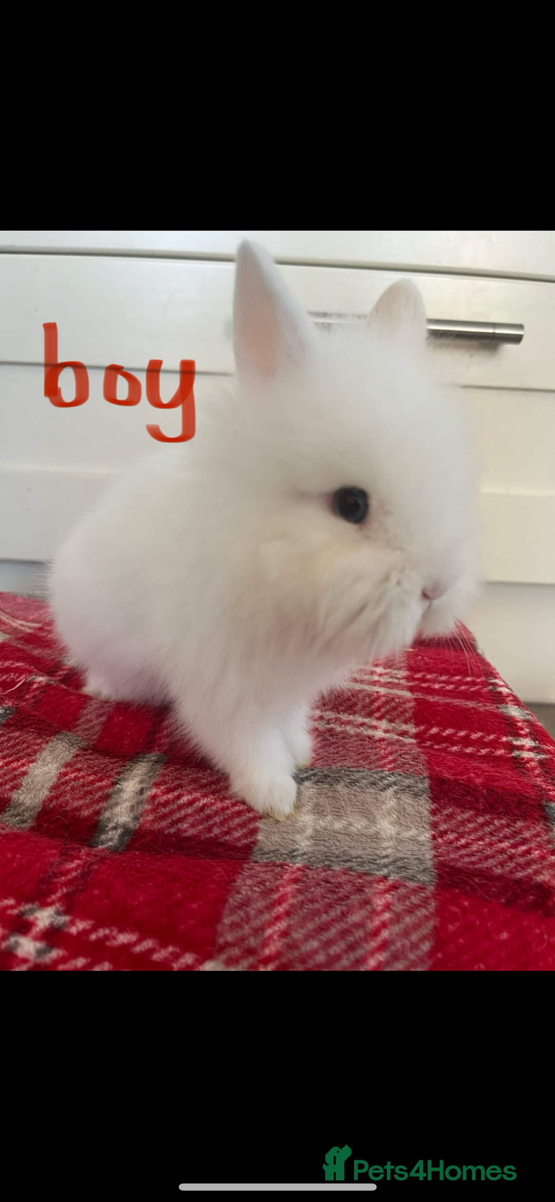 Lionhead rabbits for sale: Beautiful and very friendly baby lionhead bunnies - Image 2