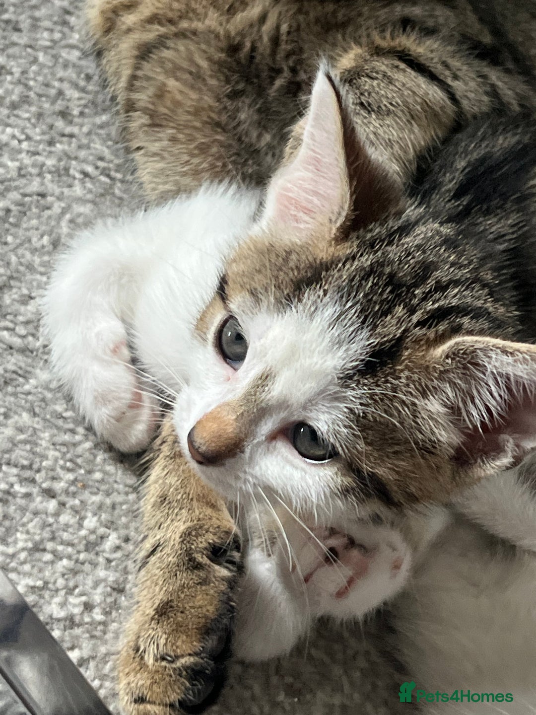 Mixed Breed cats for sale: Kittens  - Image 26