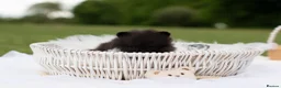 Pomeranian dogs for sale: ✨ Tiny Teddy Face Pomeranian Puppies 🐻✨ - Advert 17
