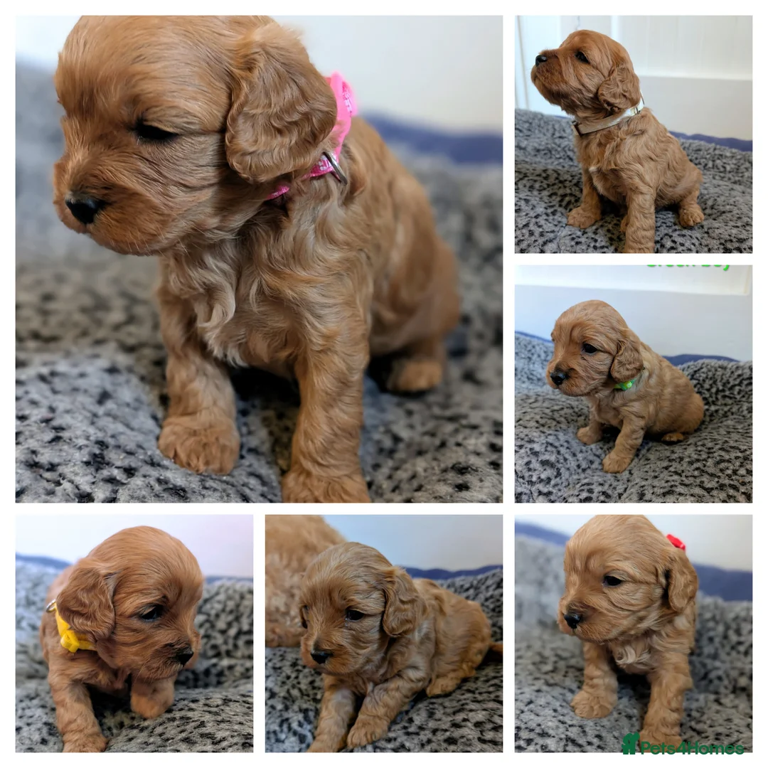 Cavapoo dogs for sale: Gorgeous F1bb cavapoo puppies in Keswick - Advert 2