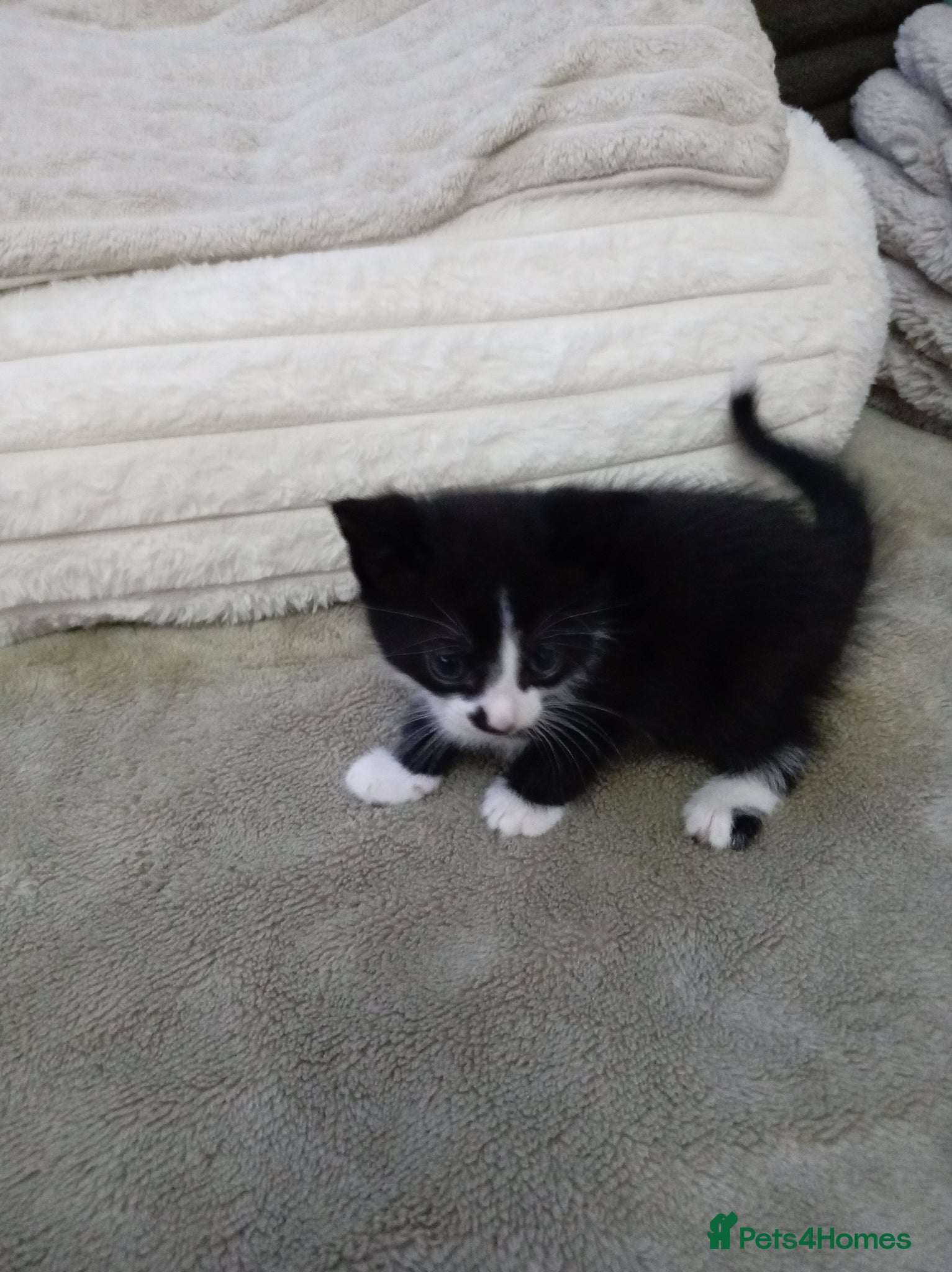 Mixed Breed cats for sale: Gorgeous tuxedo kittens  - Advert 6