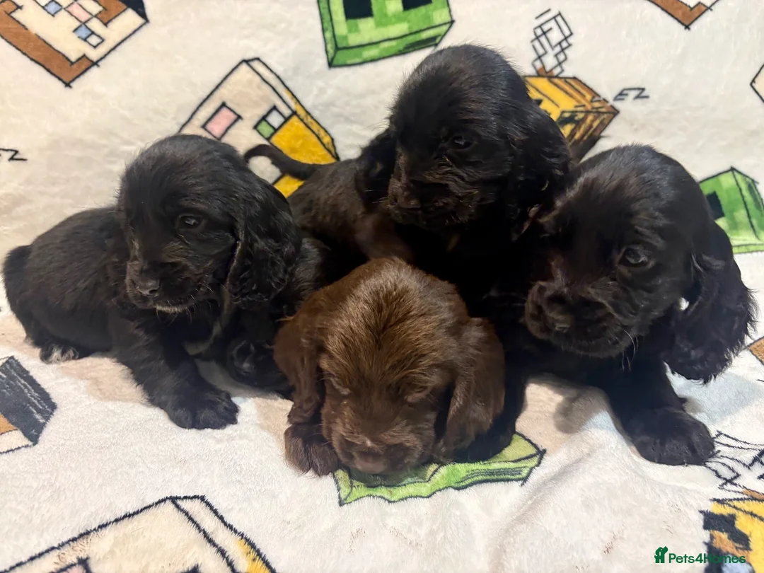 Cocker Spaniel dogs for sale: Showtime cocker spaniels - Advert 9