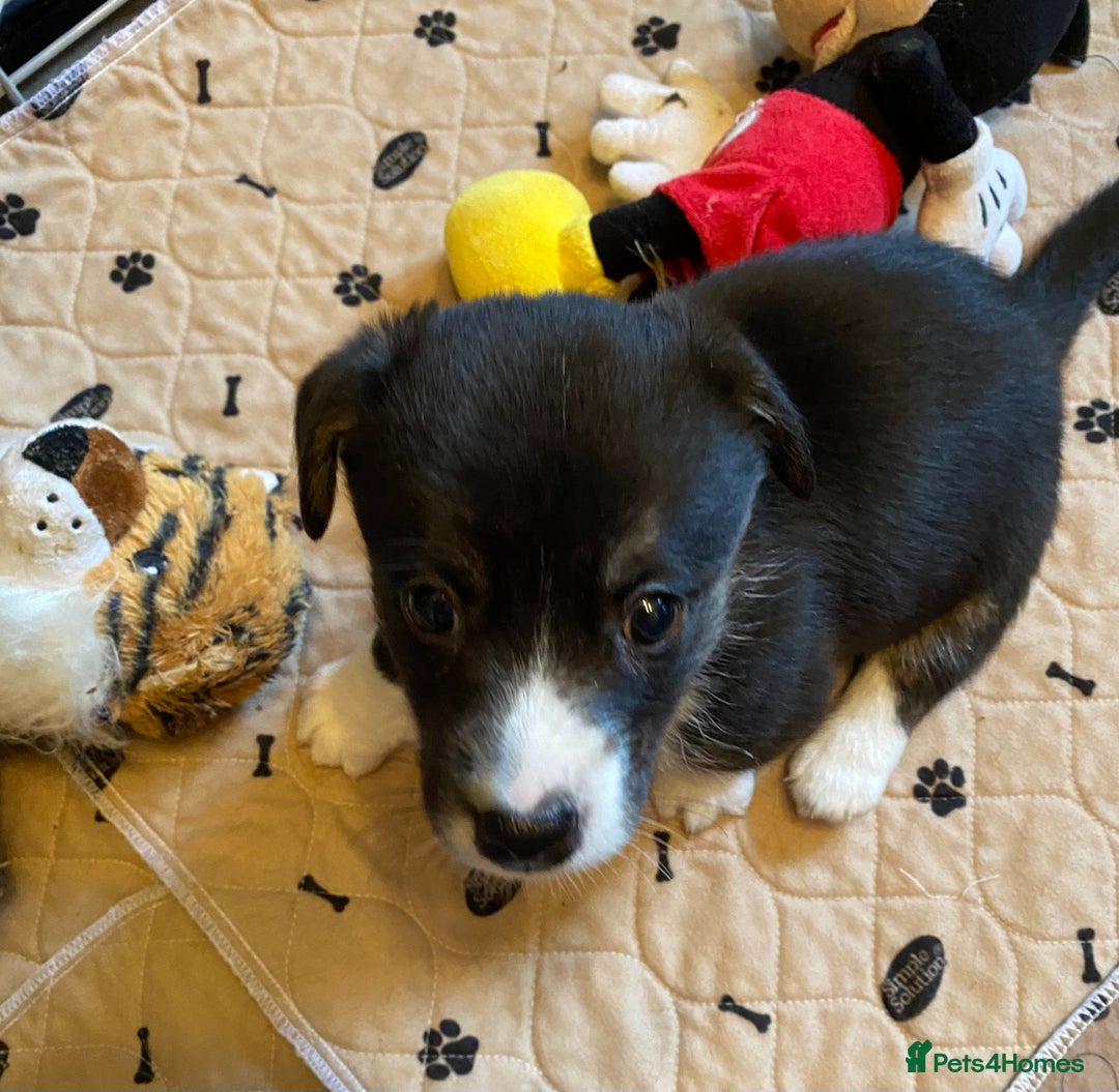 Welsh Corgi Cardigan dogs for sale: Welsh Cardigan Corgis by 5 ⭐️ Licensed Breeder - Advert 5
