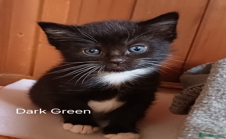 Mixed Breed cats - Advert 12