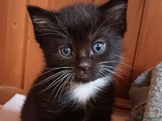 Mixed Breed cats - Advert 25