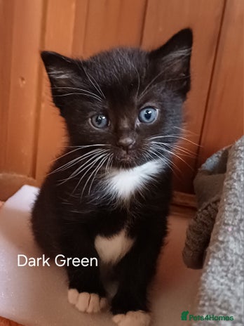 Mixed Breed cats - Advert 12