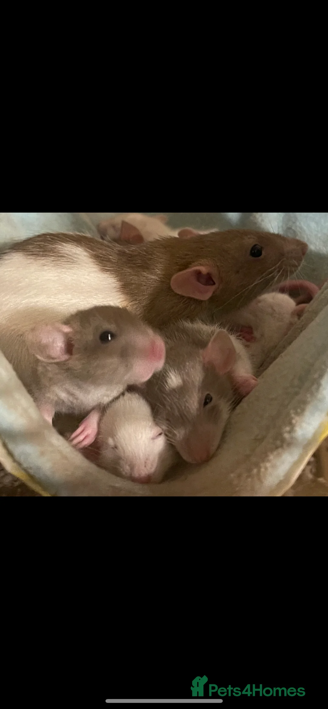 Rat rodents for sale: Baby rats looking for 5*homes only  - Advert 2