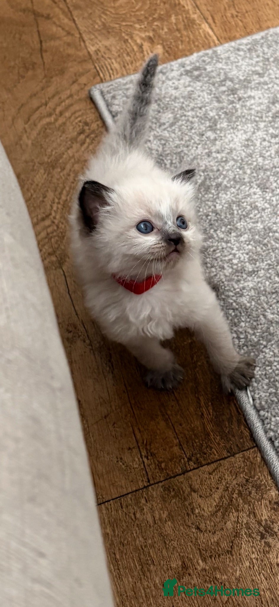 Ragdoll cats 🦋💙 ADORABLE GCCF BABIES 💙🦋 - Advert 12