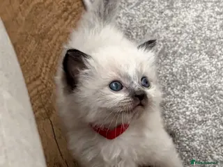 Ragdoll cats 🦋💙 ADORABLE GCCF BABIES 💙🦋 - Advert 2