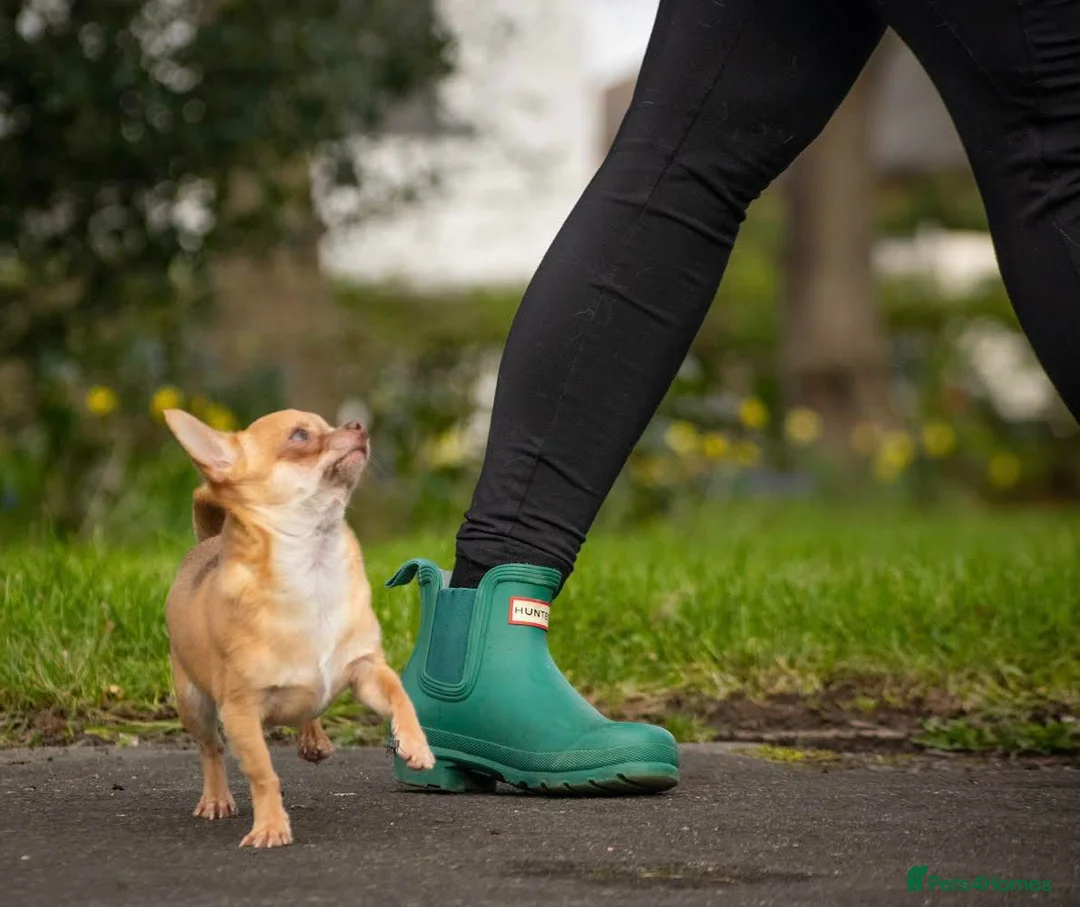 Chihuahua dogs for stud: Tiny PJ for Stud in Leeds - Advert 5