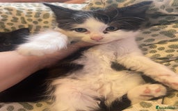 Mixed Breed cats for sale: 4 kittens free to a good home.  - Image 4