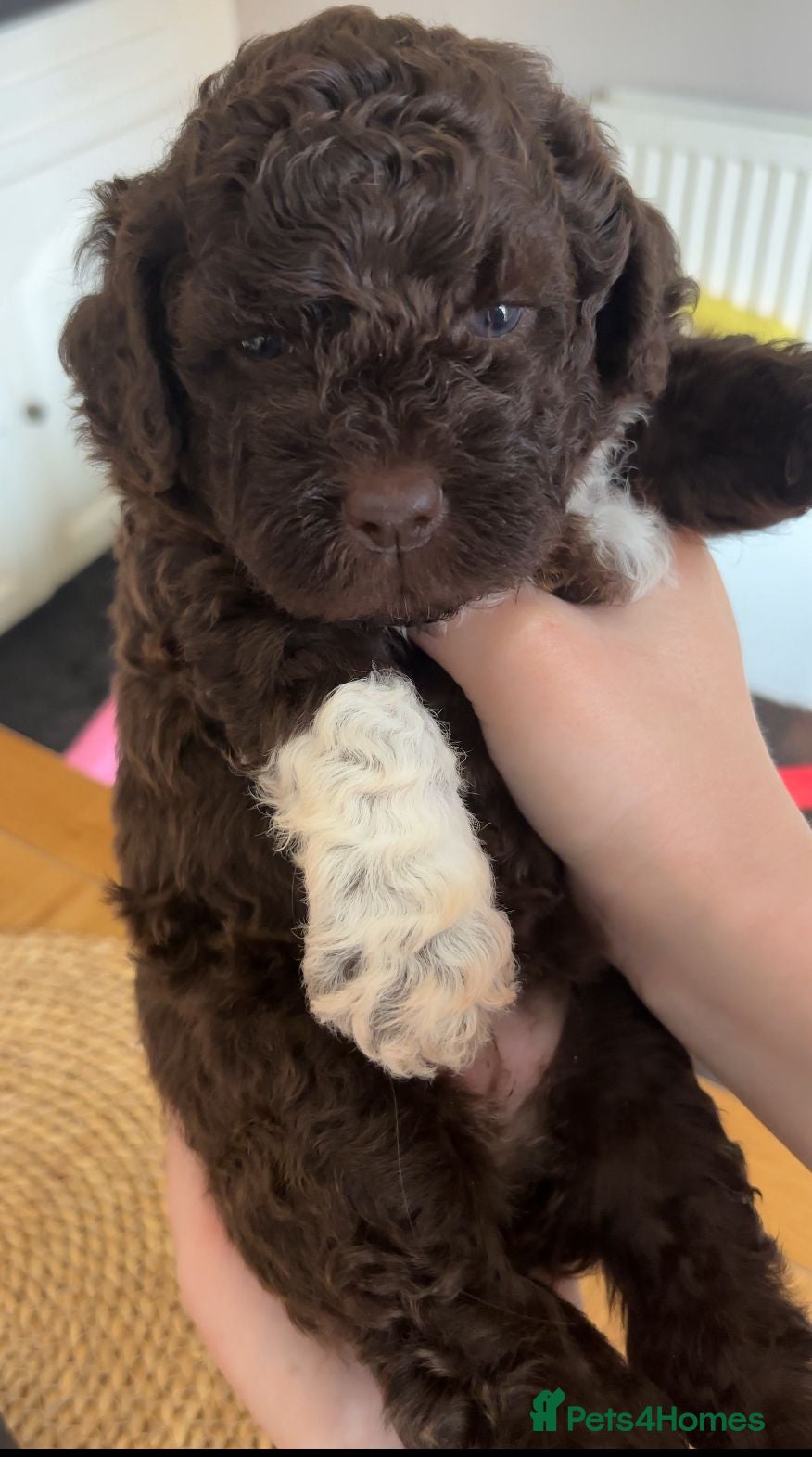 Lagotto Romagnolo dogs LAGOTTO ROMAGNOLO – EXPECTED KC REGISTERED LITTER - Advert 6