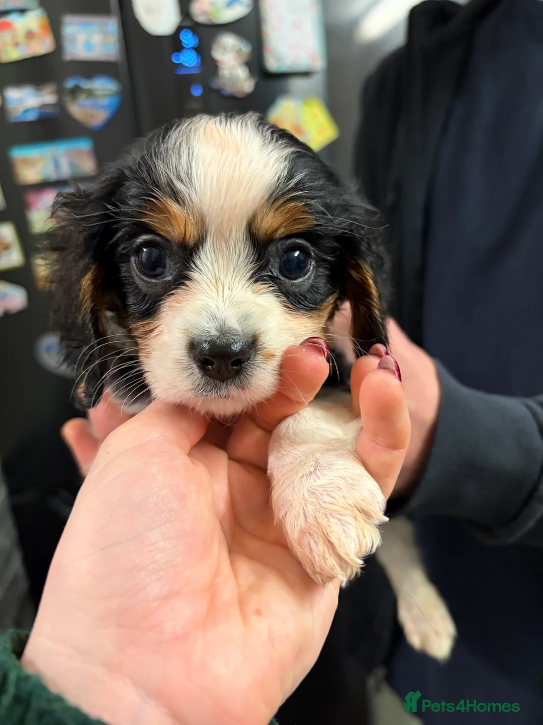 Cavalier King Charles Spaniel dogs for sale: Cavalier King Charles  - Advert 13