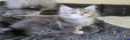 Maine Coon cats for sale: Stunning TICA registered girls - Advert 10