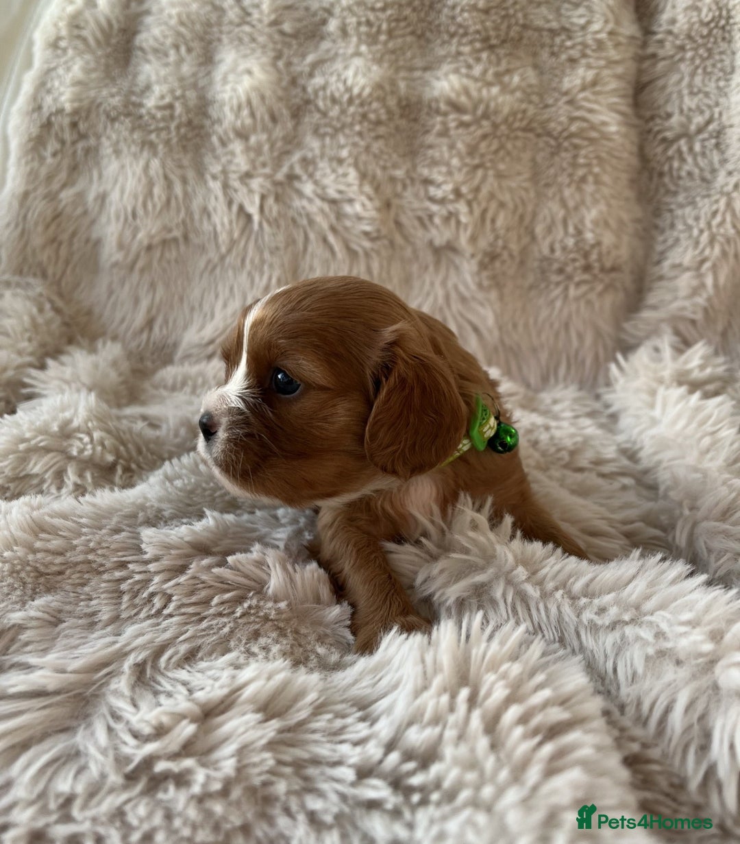 Cavalier King Charles Spaniel dogs for sale: Chocolate Carriers KC Vet Health Checked - Advert 4