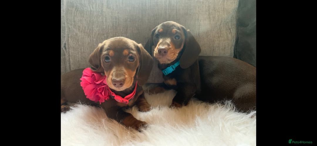 Miniature Dachshund dogs for sale: Minature Dashound boy&girl Ready Now - Image 6