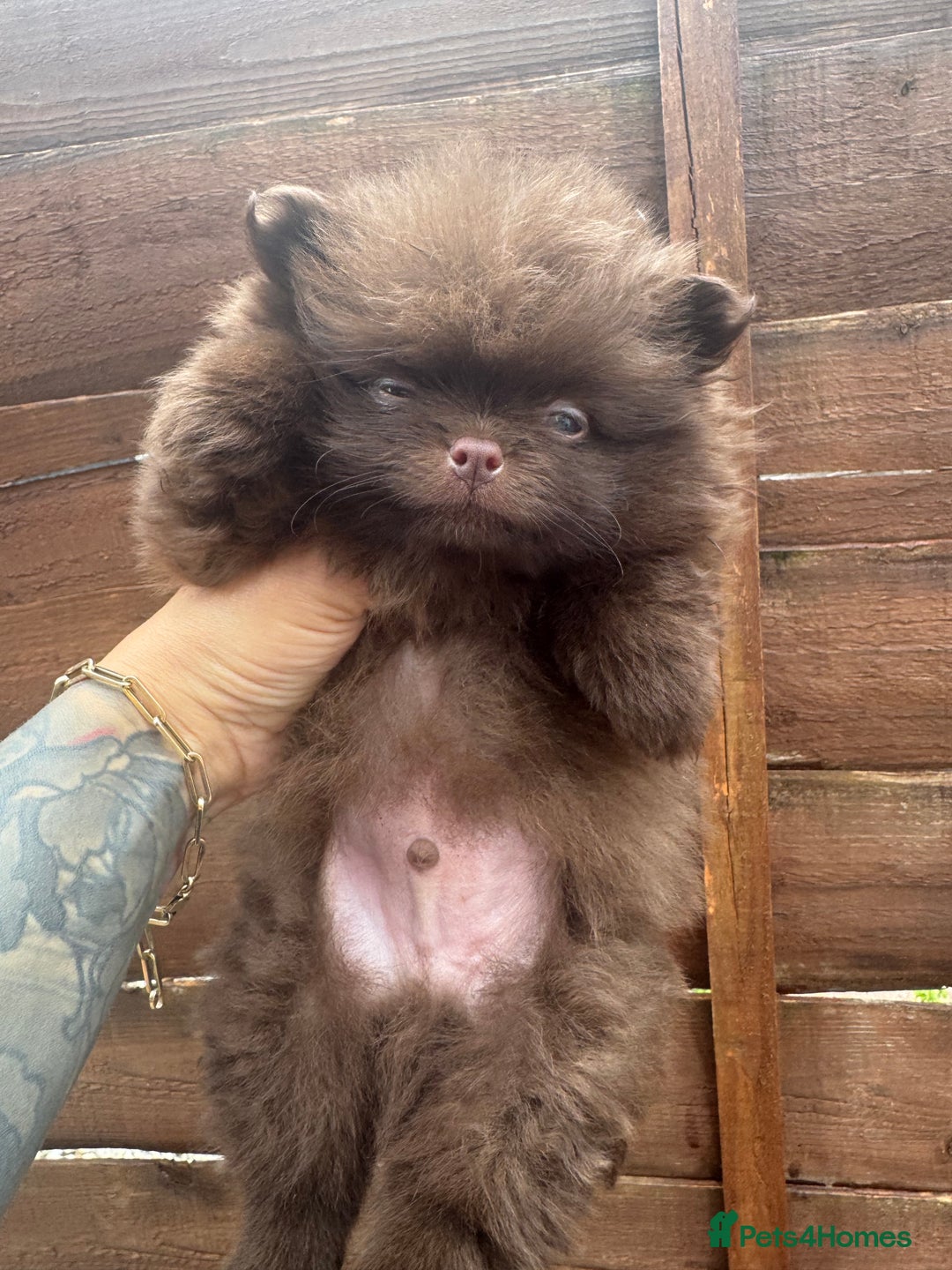Pomeranian dogs for sale: Teddy bear amazing puppy 🥰 - Image 5