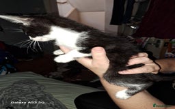 Savannah cats for sale: Savanah  in Spalding - Image 16