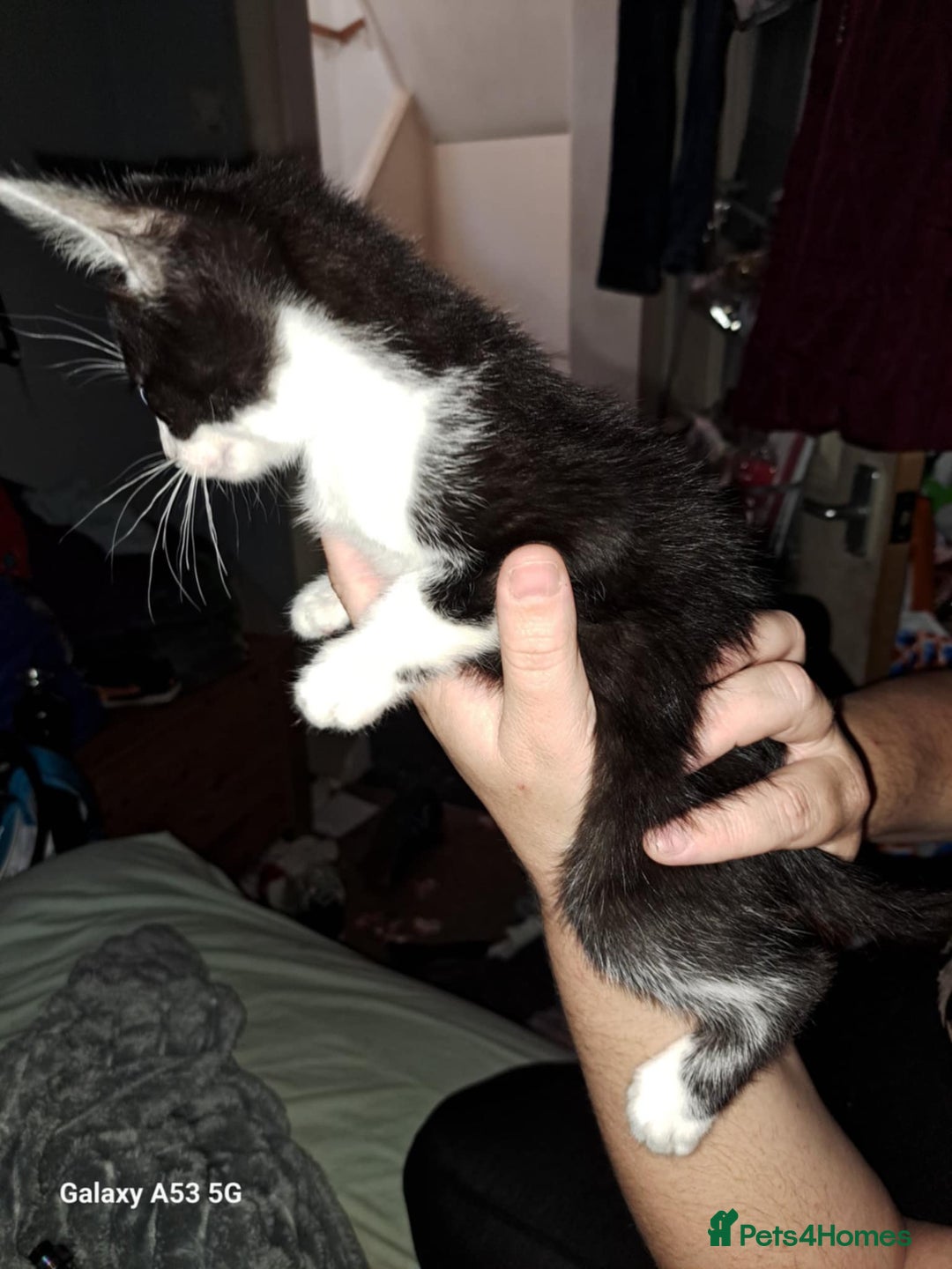 Savannah cats for sale: Savanah  in Spalding - Image 16