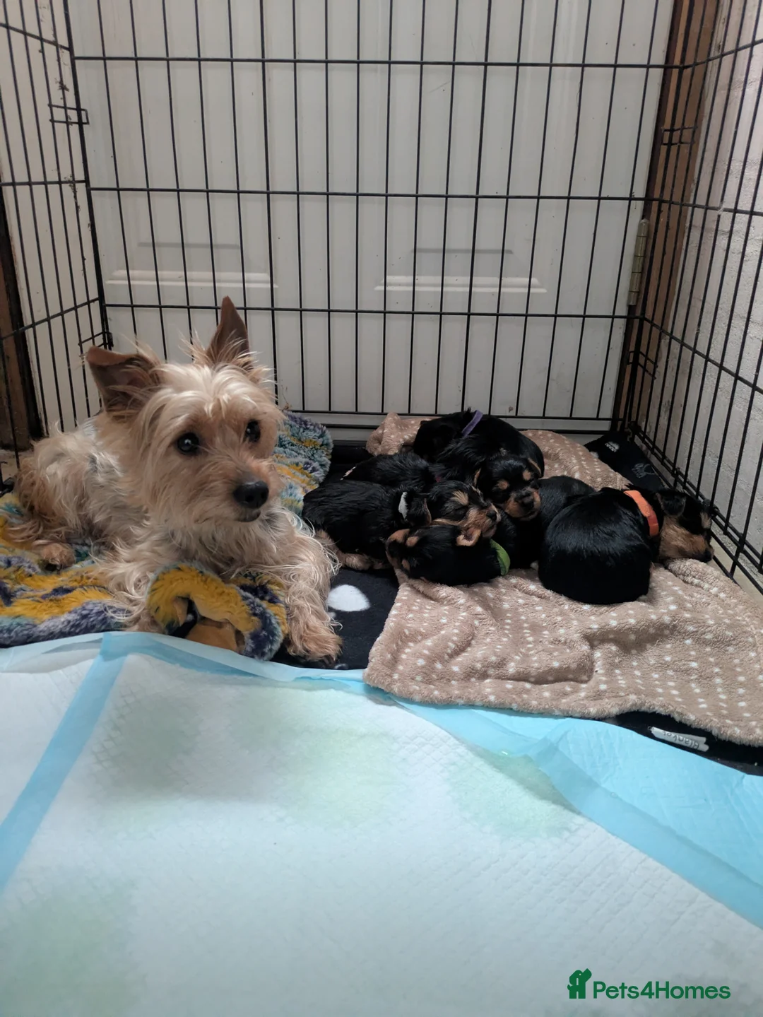 Yorkshire Terrier dogs for sale: Yorkshire Terrier Puppies  in Ross-on-Wye - Advert 1