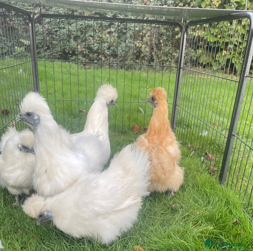 Chickens poultry for sale: Silkie chickens - Advert 4