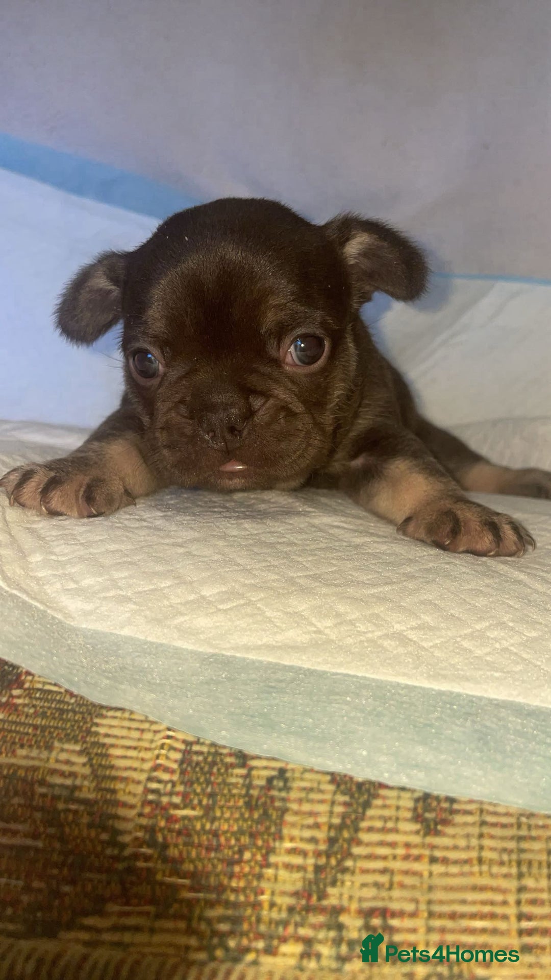 French Bulldog dogs for sale: Beautiful French Bulldog Puppies - Advert 5