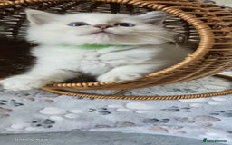 Ragdoll cats for sale: Lilac and blue tica ans Gccf registered ragdolls. - Image 25