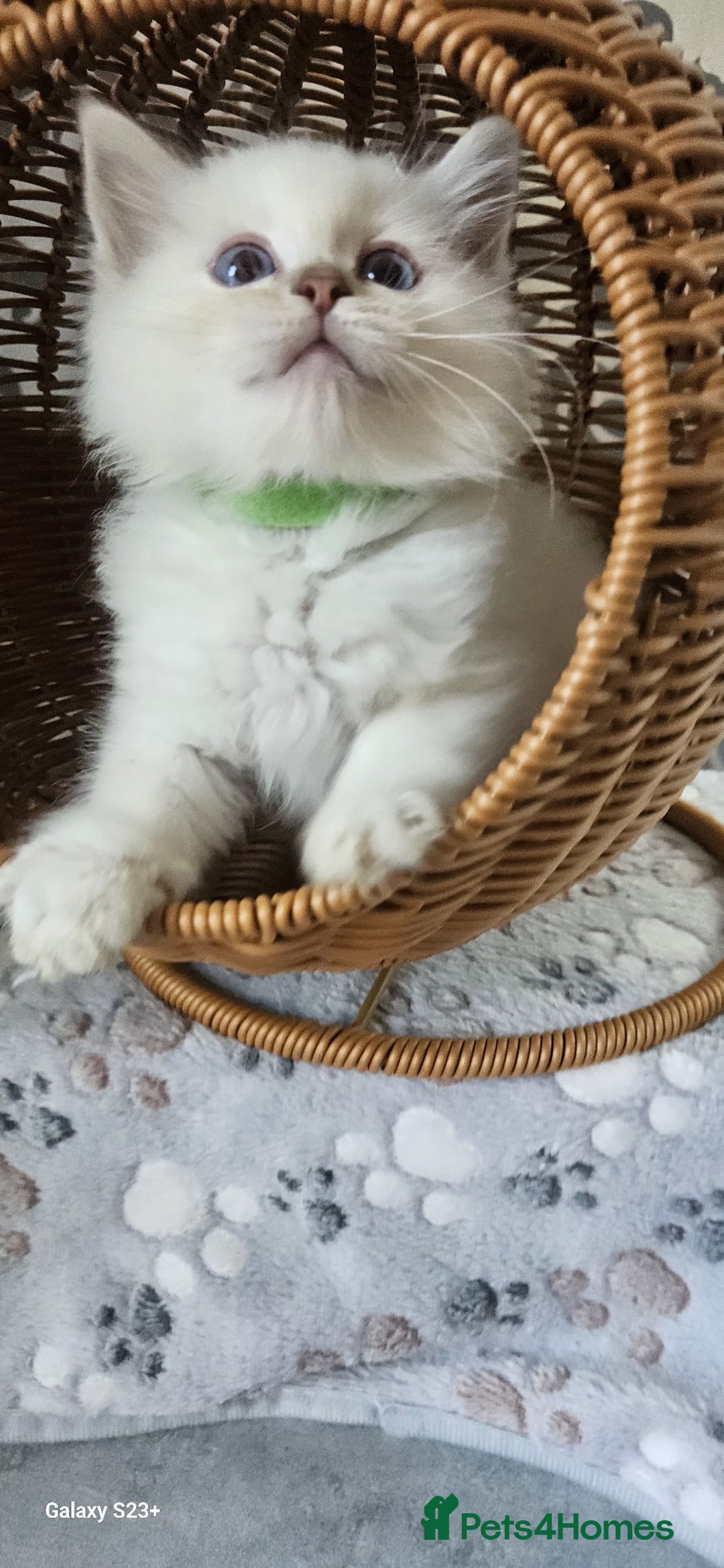Ragdoll cats for sale: Lilac and blue tica ans Gccf registered ragdolls. - Image 25