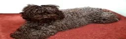 Cavapoo dogs for sale: Miniature rich chocolate & tan Cavapoo puppies  - Advert 34