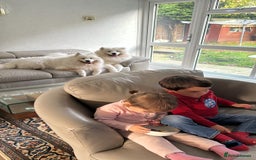 Samoyed dogs for sale: Looking for a Loving New Home for Our Two Samoyeds - Image 3