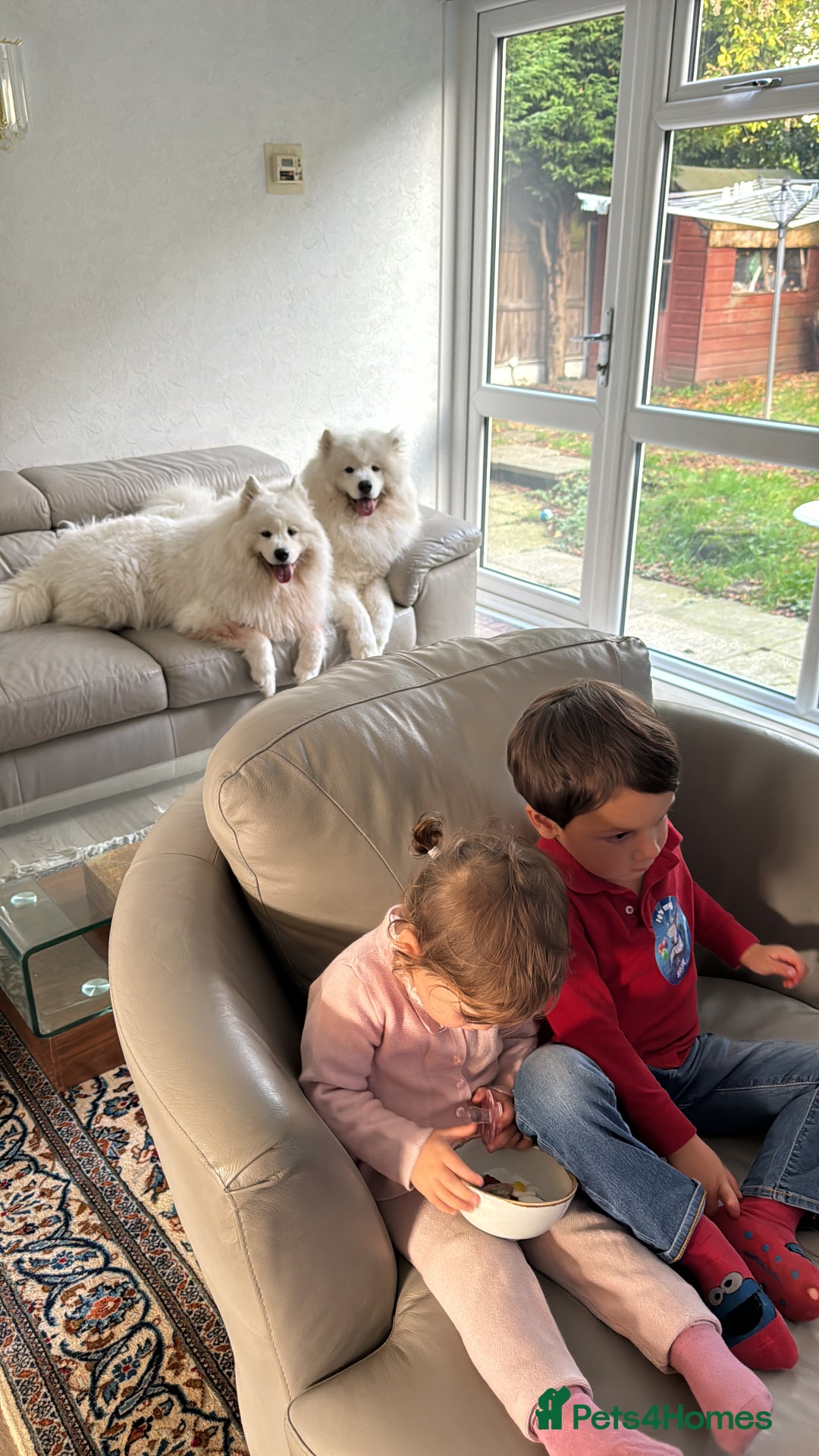 Samoyed dogs for sale: Looking for a Loving New Home for Our Two Samoyeds - Image 3