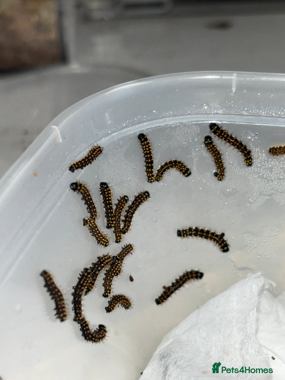 Mixed Breed invertebrates for sale: madagascan bullseye moth EGGS - Advert 3