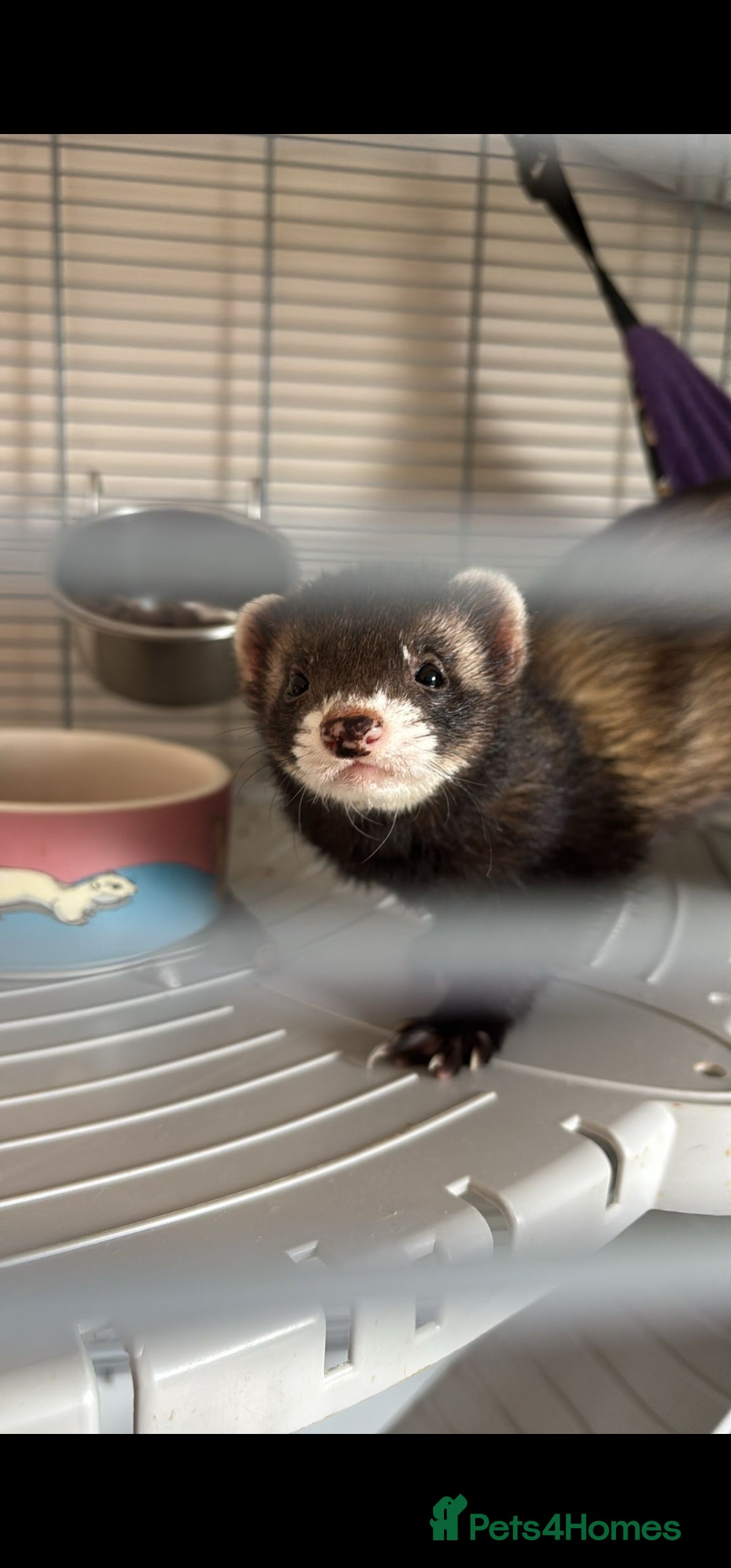 Ferret rodents for sale: 2 x Gill ferrets  - Advert 2