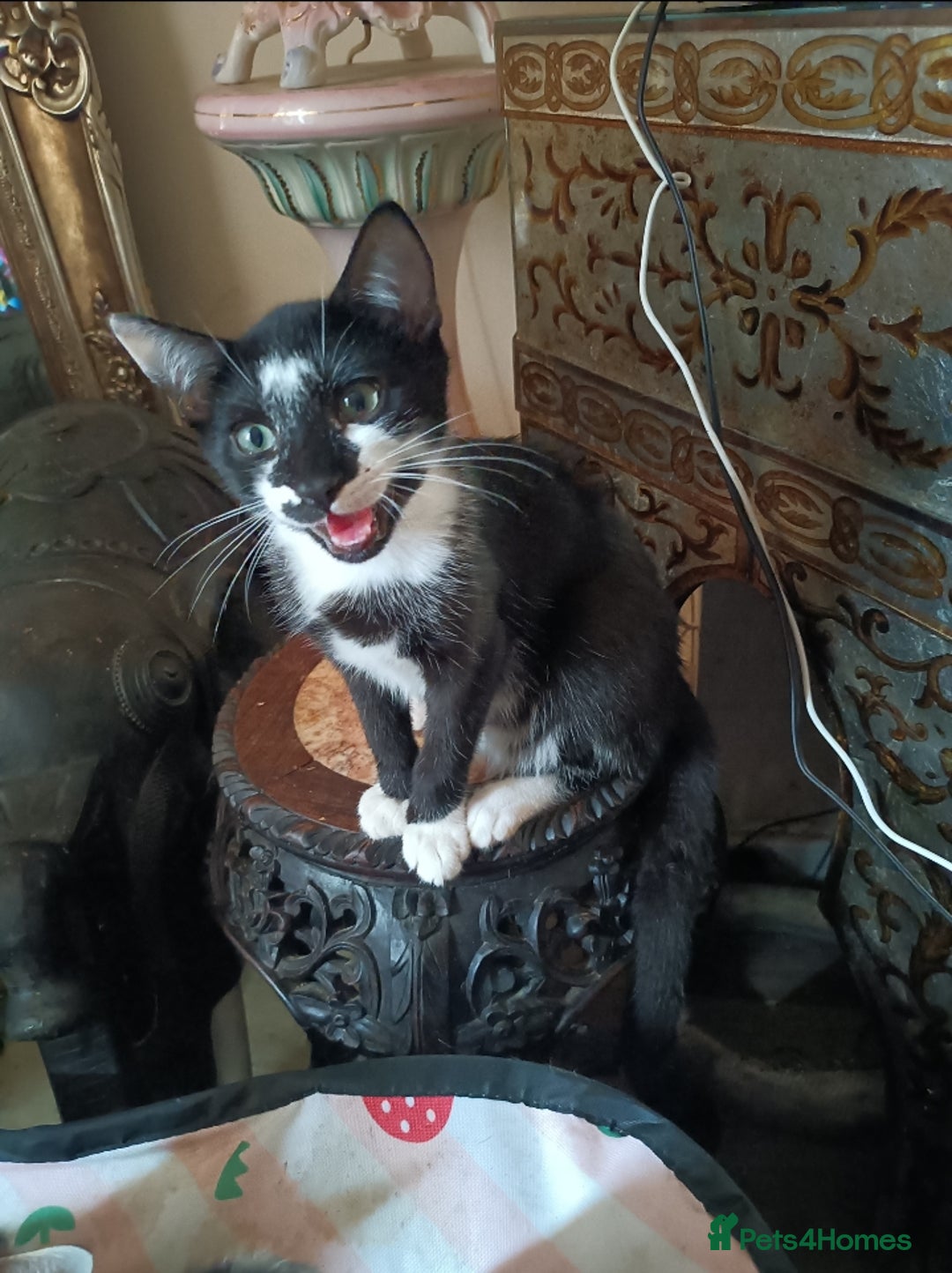 Mixed Breed cats for sale: Black & White Kittens Bengal Mix Véry Interactive  - Image 4