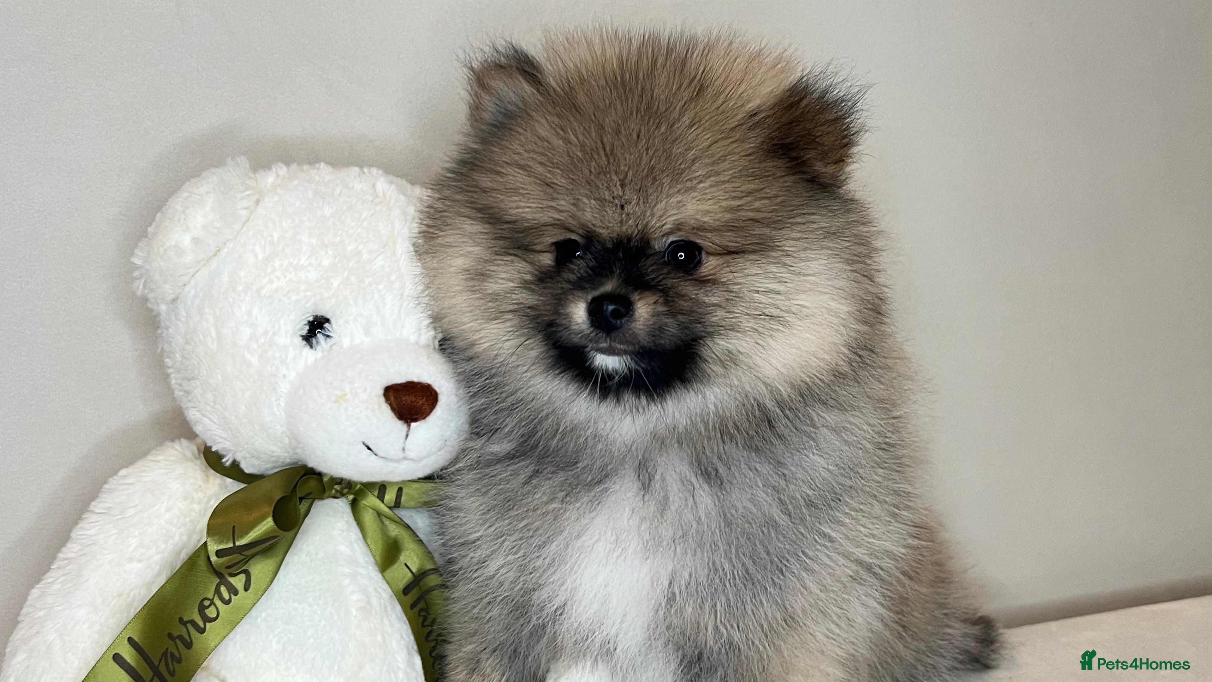 Pomeranian dogs for stud: Blue and tan Stud Only  - Advert 12
