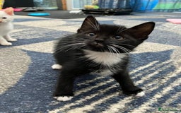 Mixed Breed cats for sale: 5 kittens for sale - Image 2