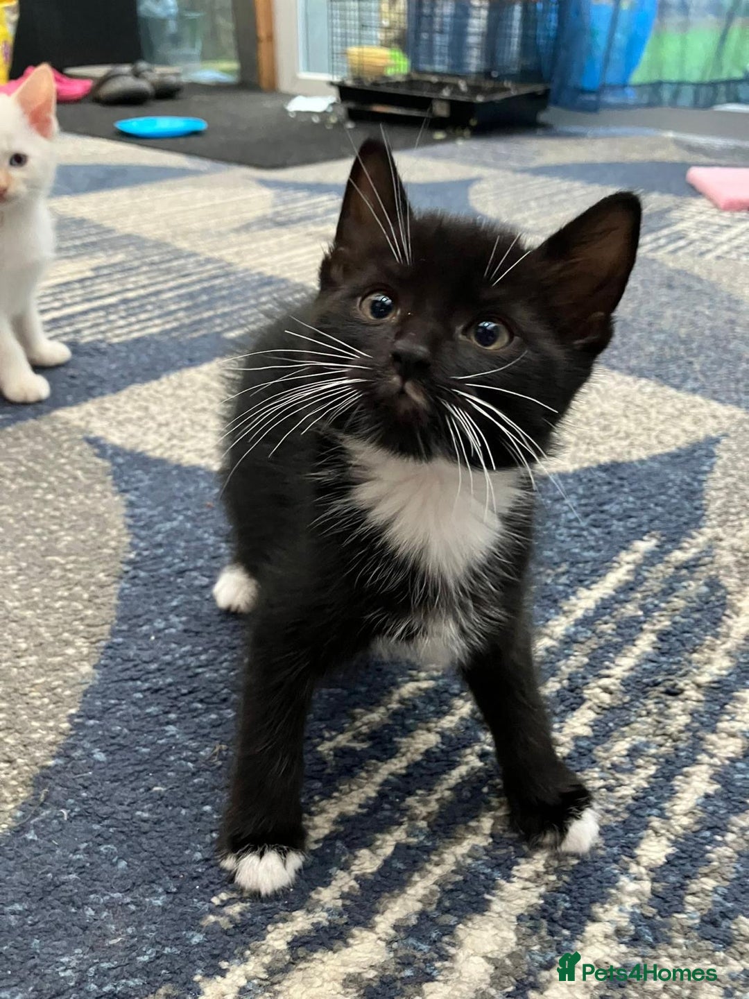 Mixed Breed cats for sale: 5 kittens for sale - Image 2