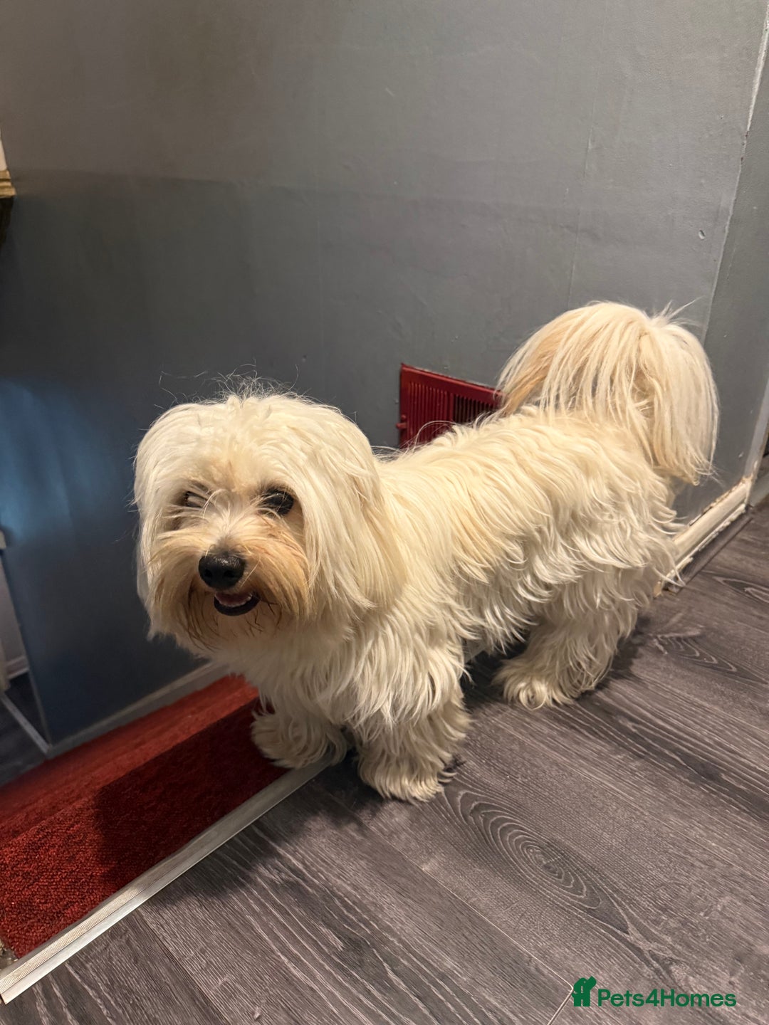 Malshi dogs for sale: Temi - Maltese Shih Tzu - Image 3