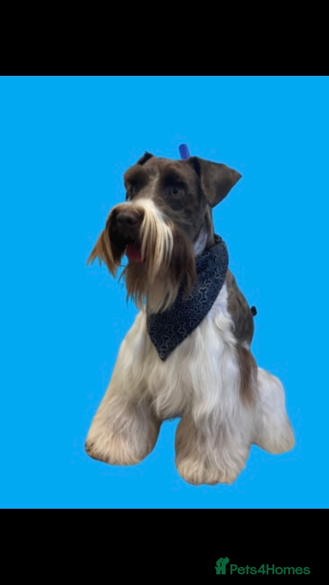 Poodle dogs for stud: Chocolate /White Miniature Schnauzer STUD BVA +MAC in Coventry - Advert 15