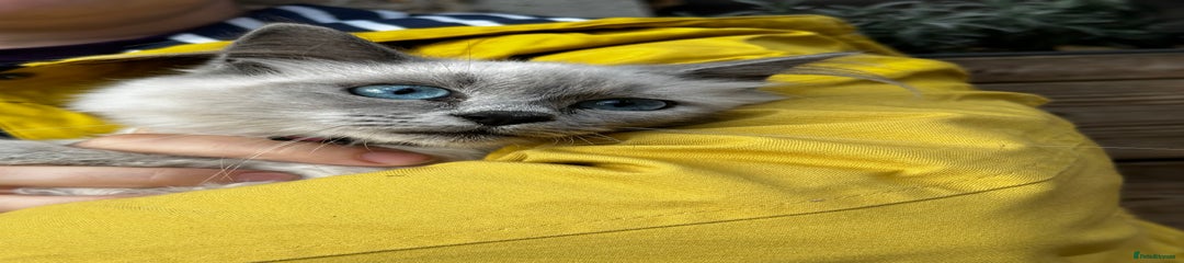 Birman Kitten 2