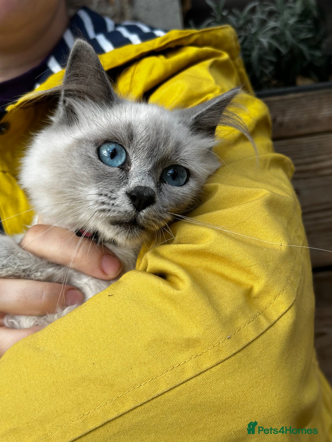 Birman cats for sale: Birman kittens  - Image 24